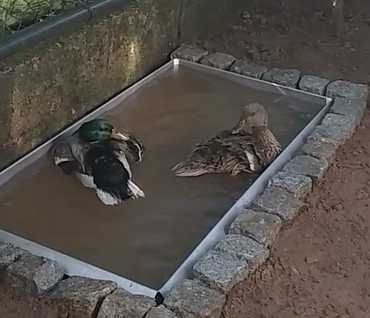 PATO REAL - vendo ainda são bebes sem as penas mudadas