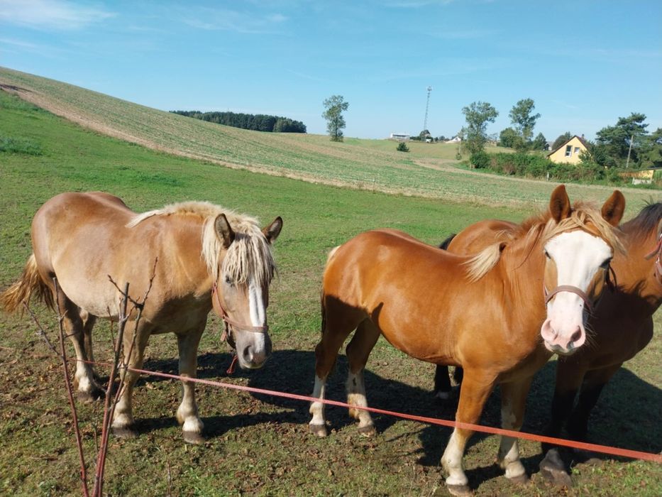 Klacz zimnokrwista 16 miesięcy