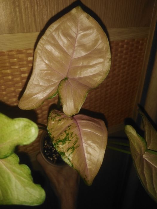 Продам різні сорта сингониумы, филодендроны, сциндапсусы, епипремнуми