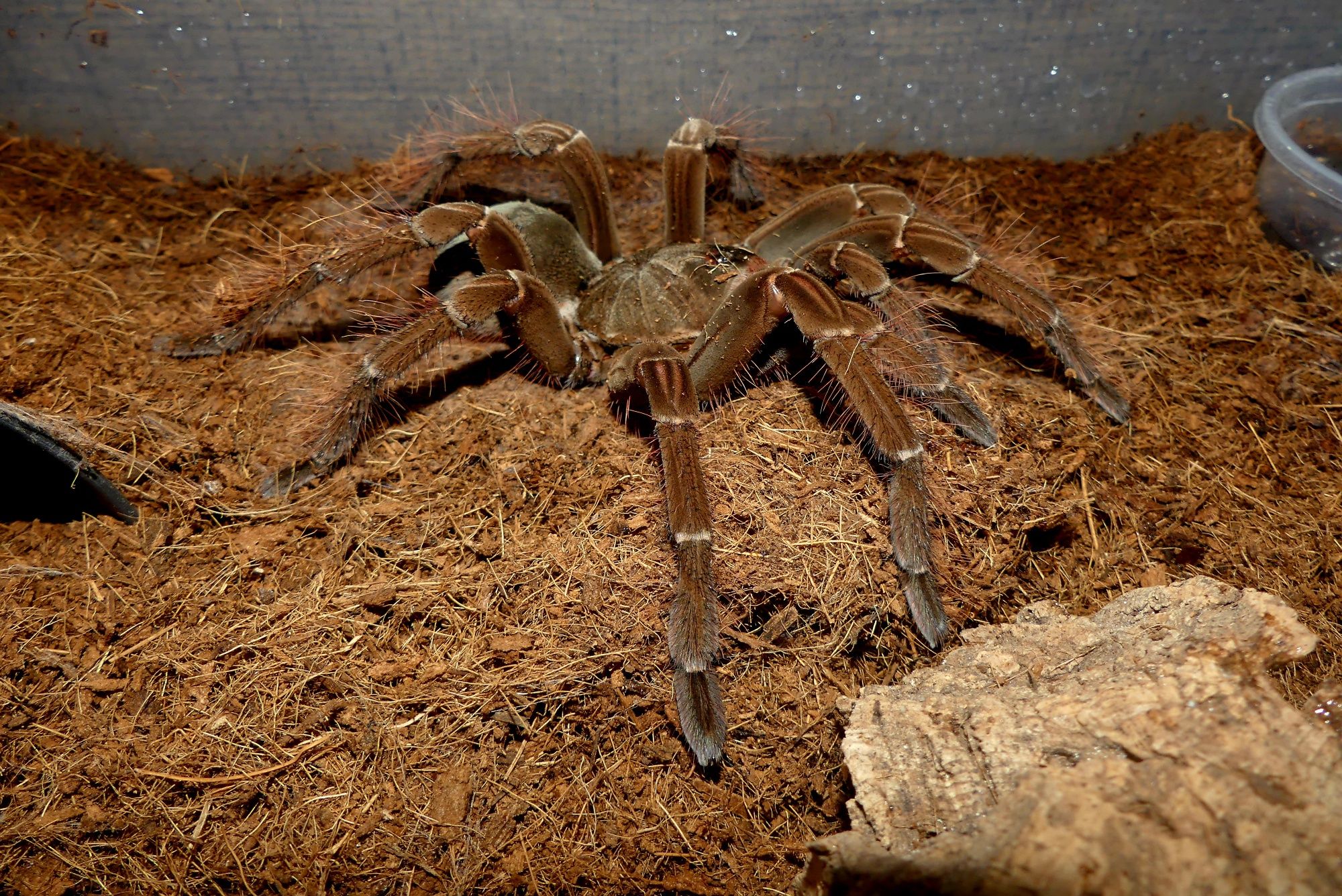 Theraphosa stirmi