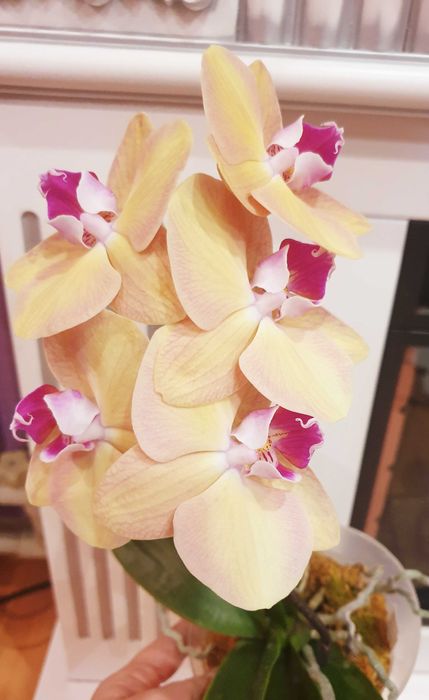 Орхідея Амбер Принцес