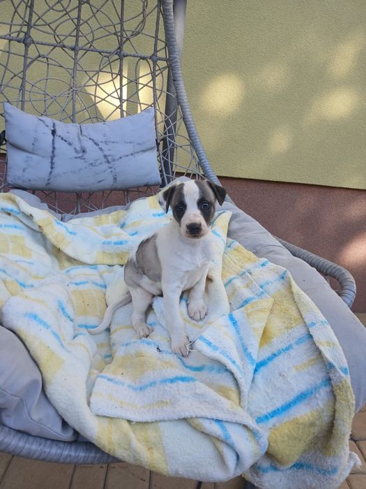 Chart Angielski Whippet śliczny piesek