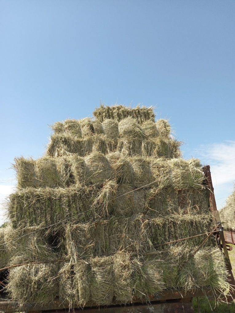 Продам сіно в тюках.