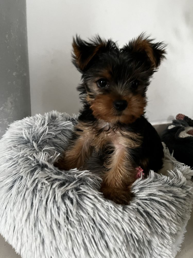 Yorkshire Terrier