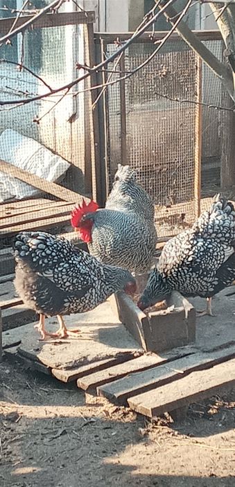 Інкубаційне яйце курей