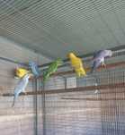 Ring Necks - Aves 2025 e macho Adulto