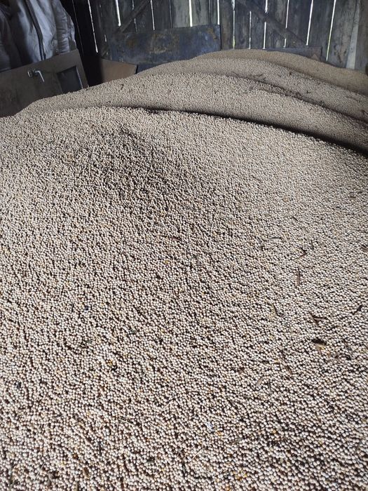 Sprzedam groch batuta