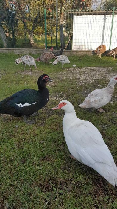Sprzedam kaczki i kaczory
