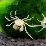 Mikro Krab (Limnopilos naiyanetri) na zamówienie