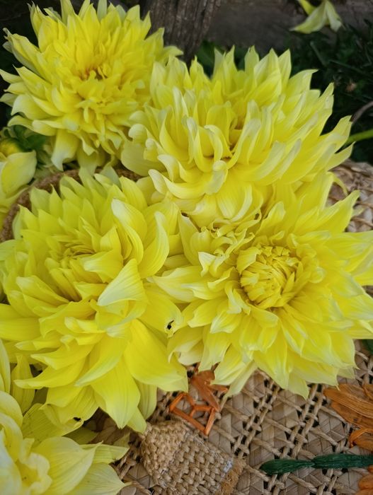 Жоржини(георгини)