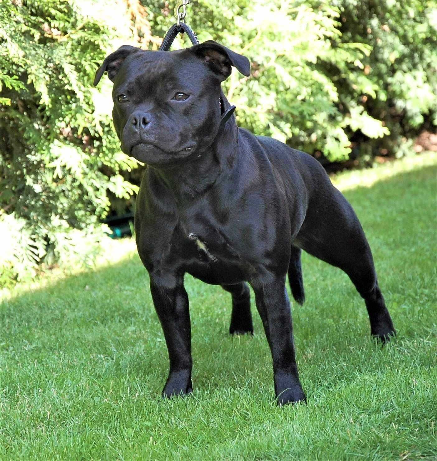 Staffordshire Bull Terrier, Staffik Stafford