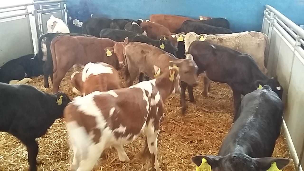 Romanów miesne cieleta