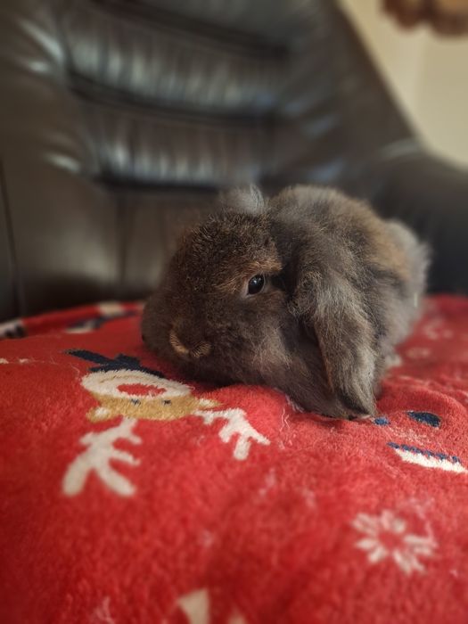 Samiczka MINI LOP oswojona przyjacielska nie gryzie