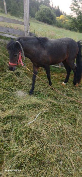 Kuc 110 cm ogierek sprzedam