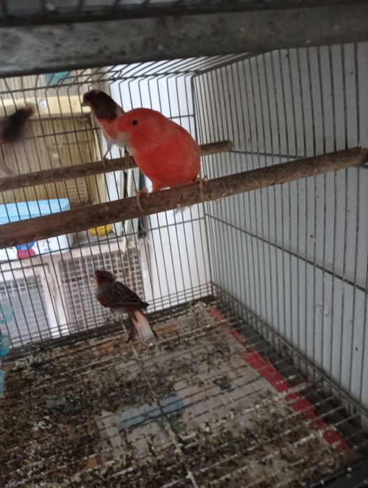 Vendo Canários novos