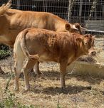 Vaca limousine 4 anos parida com vitela 7 meses linha pura (gado manso