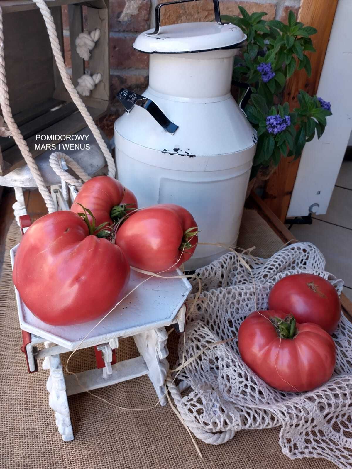5 Odmian Nasion Pomidora Z Moich Ogłoszeń