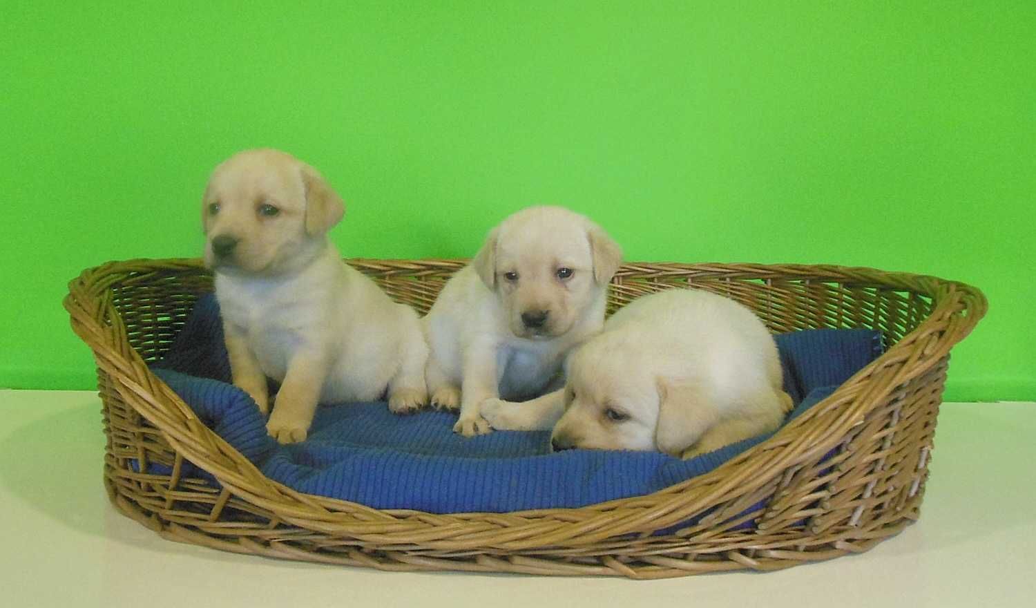 Labrador Retriever szczenię