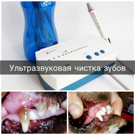 Чистка зубов ультразвуком собакам без наркоза