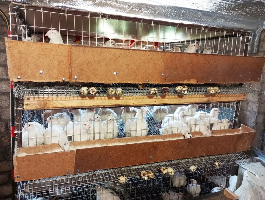 Яйцо перепелине  инкубаційне