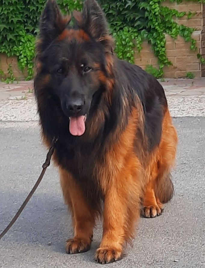 Owczarek do adopcji