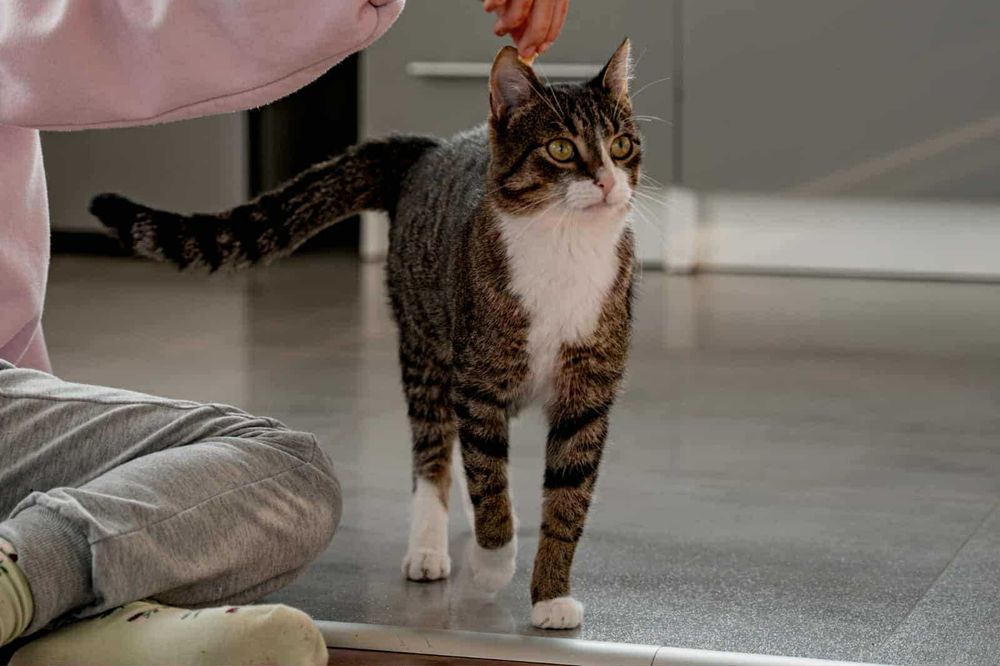 Kocurek do adopcji