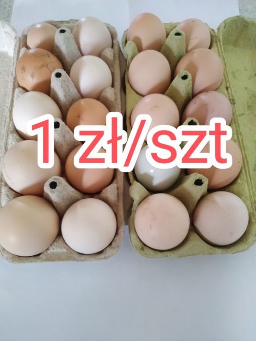 Jajka wiejskie od rolnika | 1zł/szt