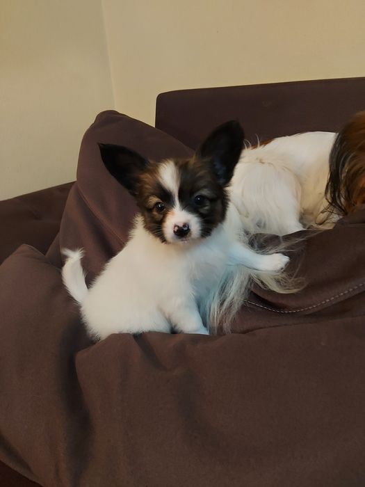 Солодкий папійон ( папільон)