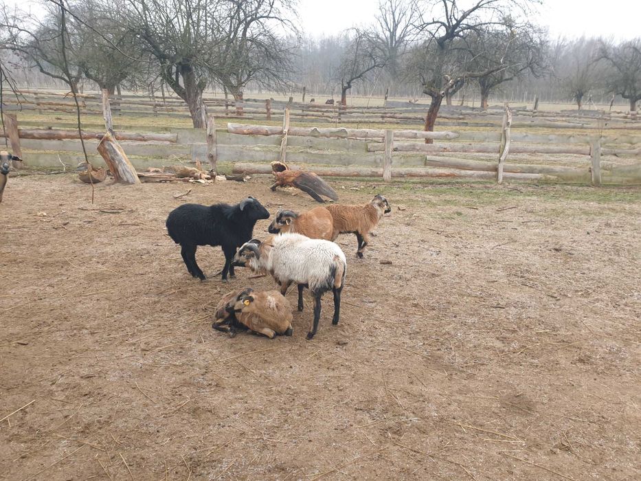 Barany Baranki Owce Kameruńskie