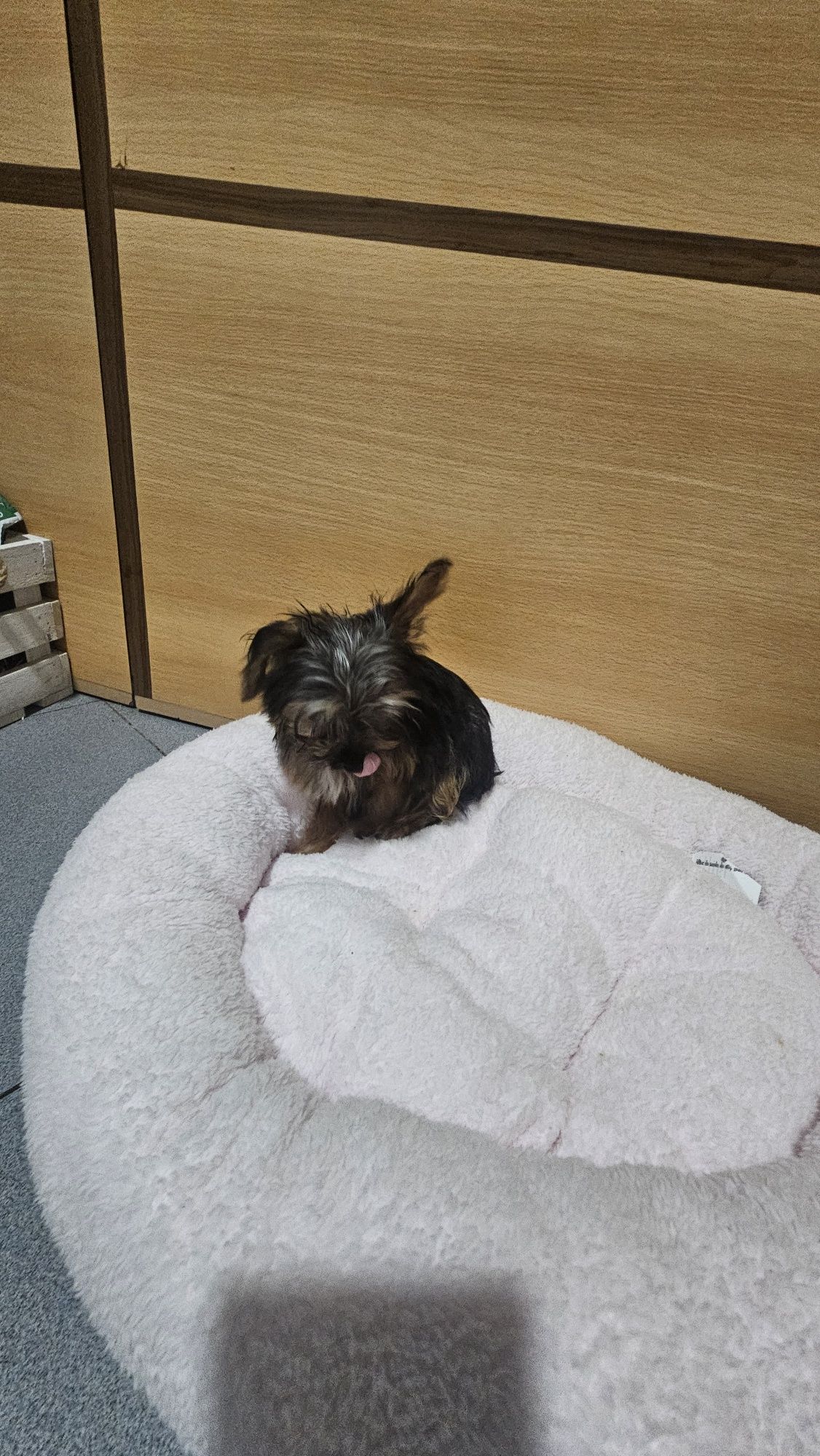 Yorkhire terrier Mini fêmea