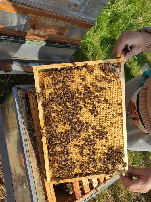 Odkłady pszczele 5 ramkowe wielkopolskie Buckfast KB GZ NIESKA od RĘKI
