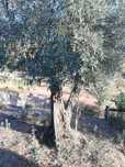 Oliveiras centenarias