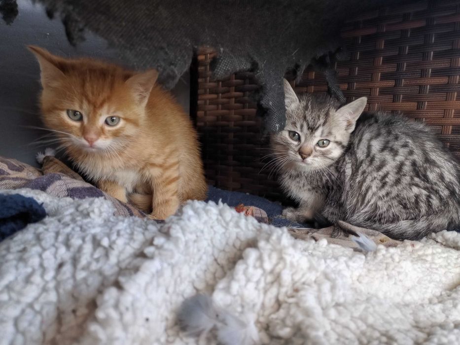 Oddam kotki za darmo