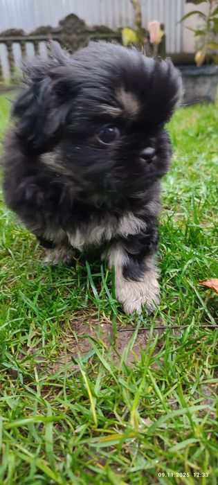 Продам собачки королівського пекінеса