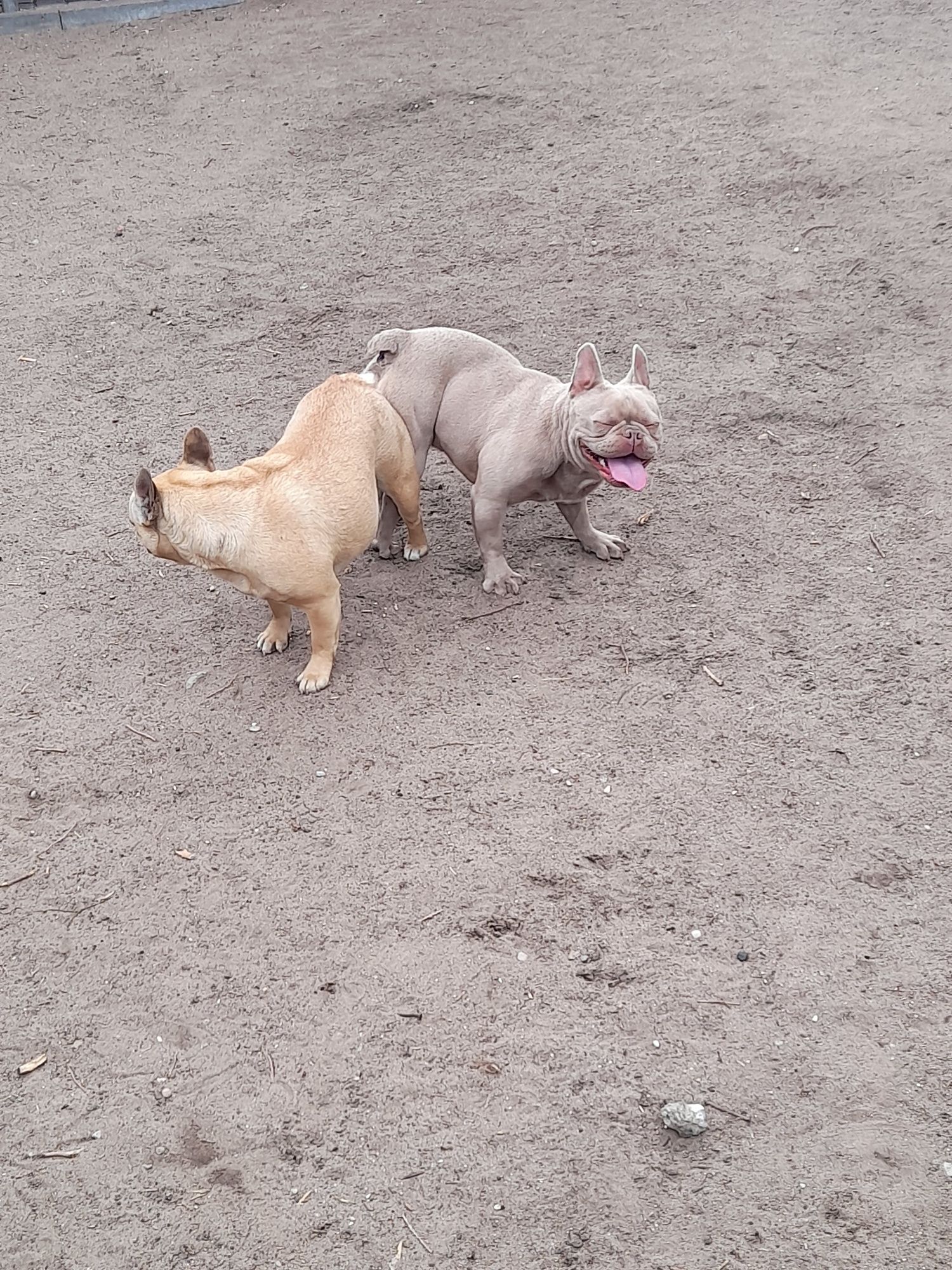 Buldog francuski isabella
