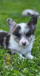 Welsh Corgi Cardigan **Piesek Merle Do Rezerwacji **