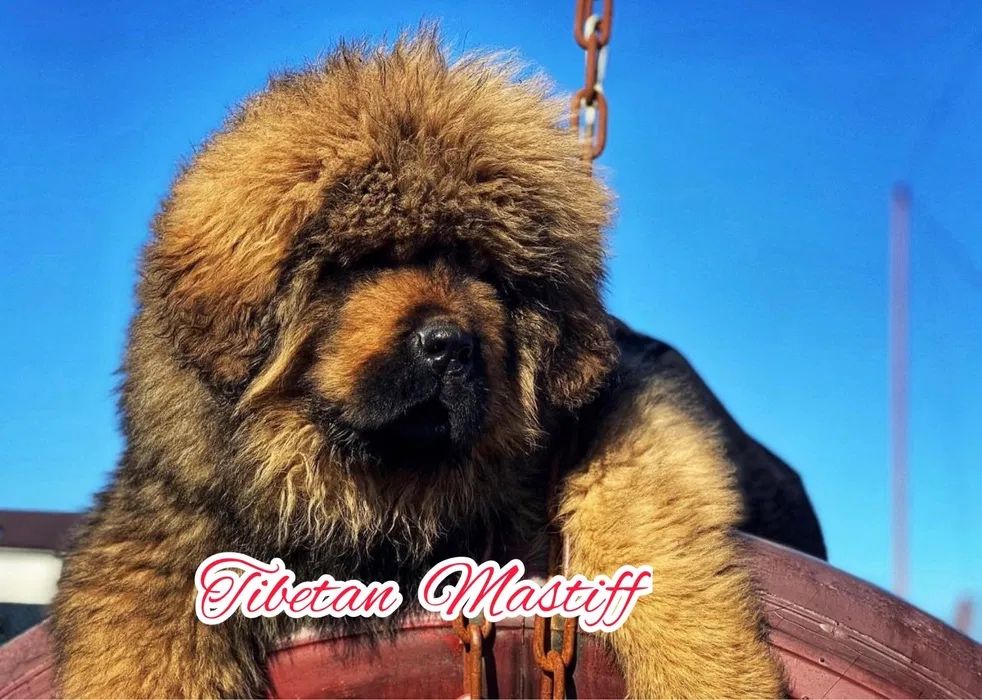 Тибетський мастиф