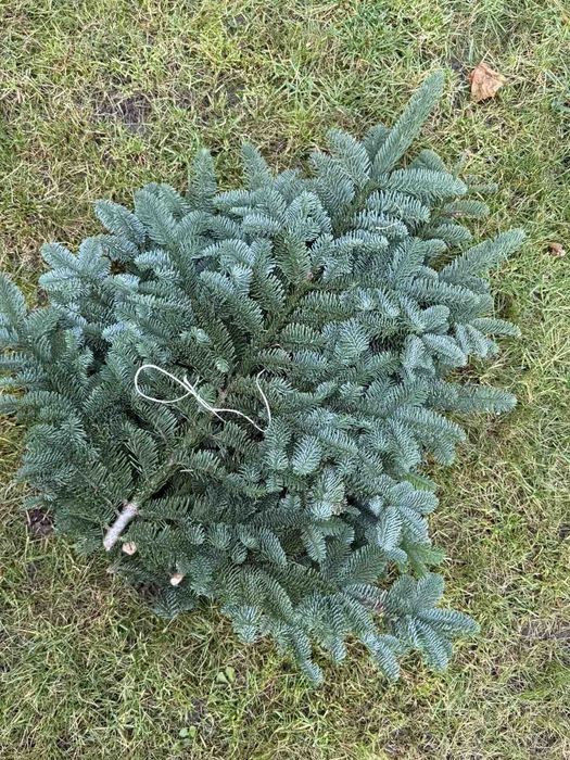 Продам Нобіліс привезений з Данії