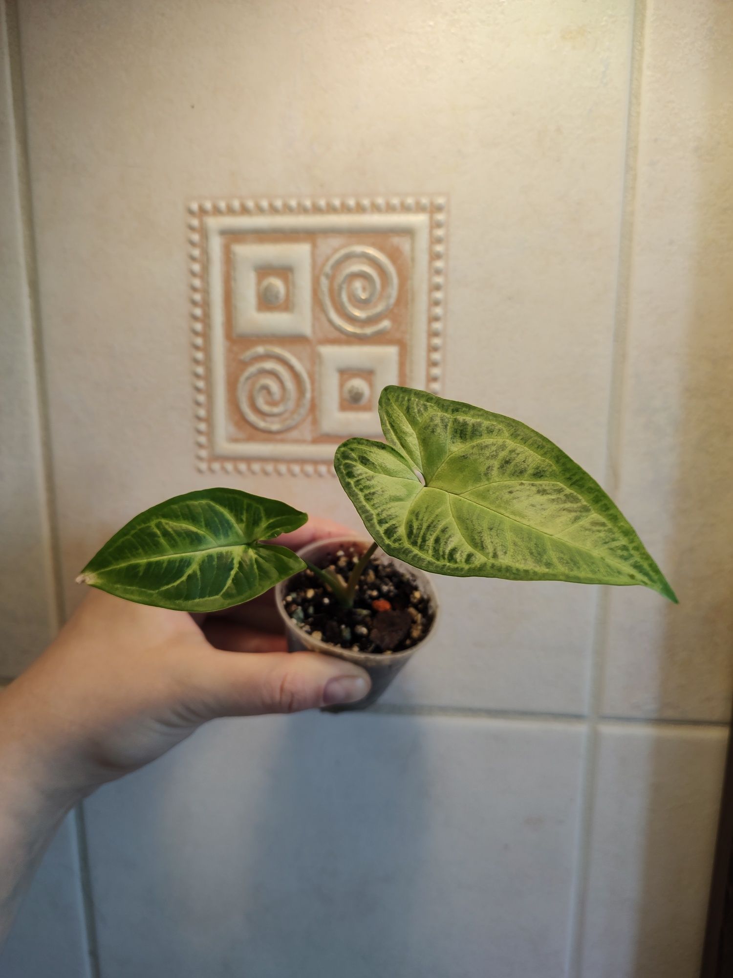 Syngonium do kolekcji