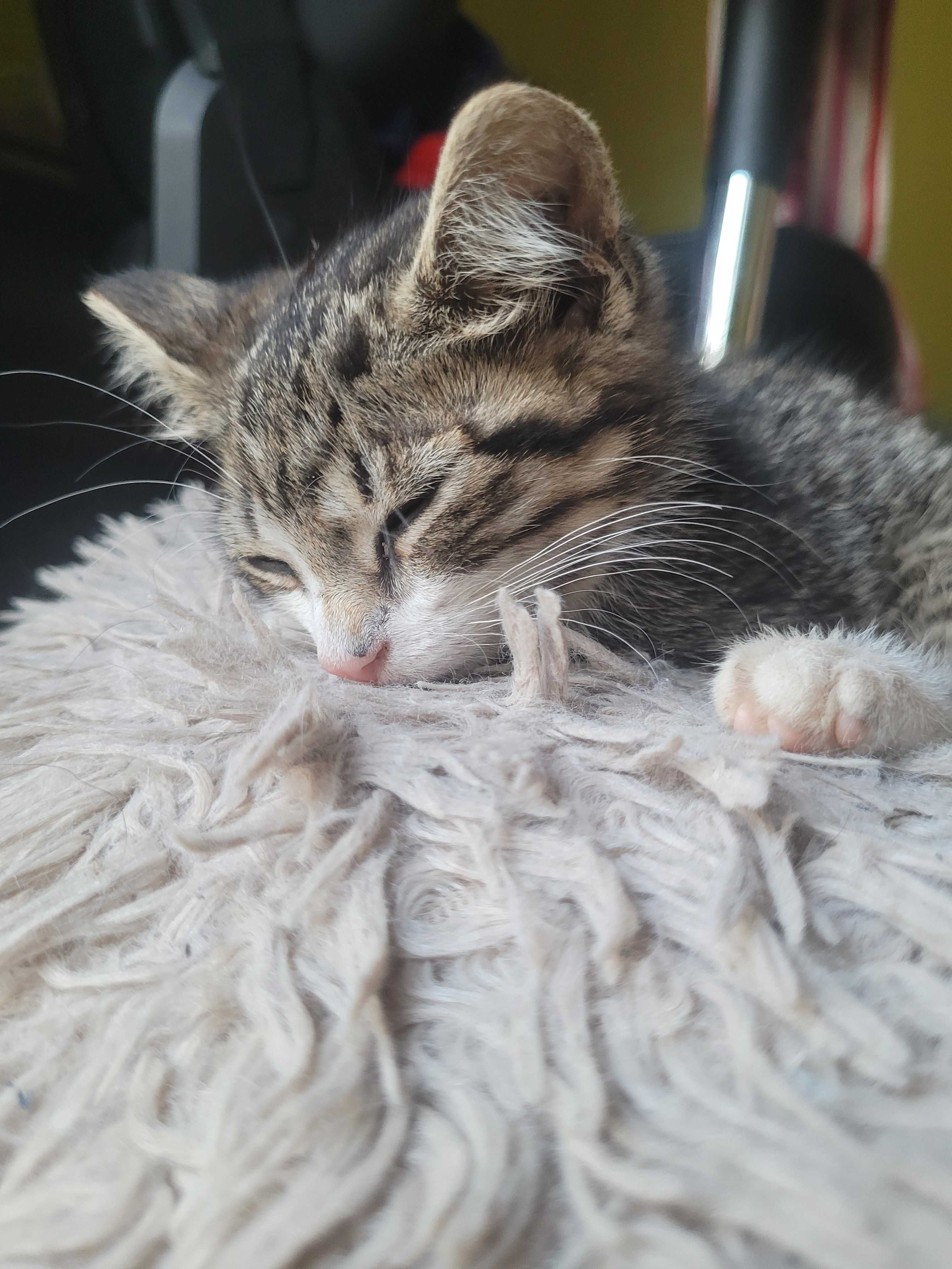 Oddam za darmo kocieta znalezione w rowie