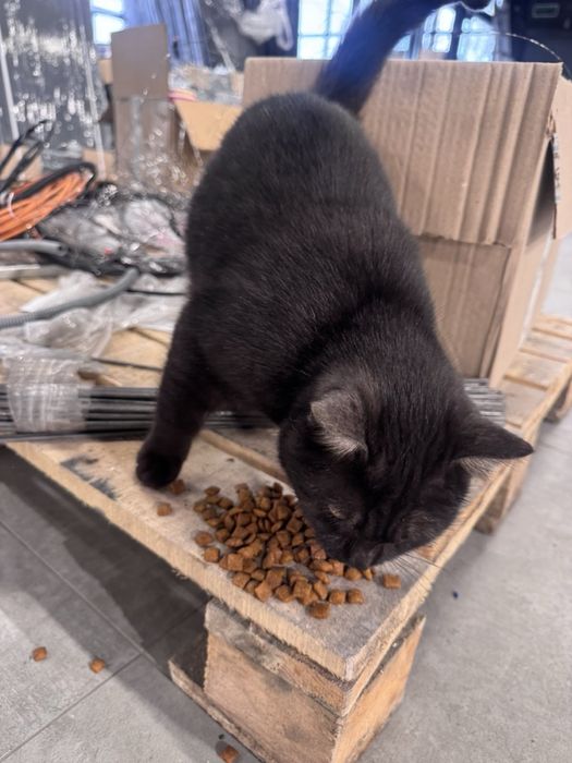 Віддамо котика в добрі руки