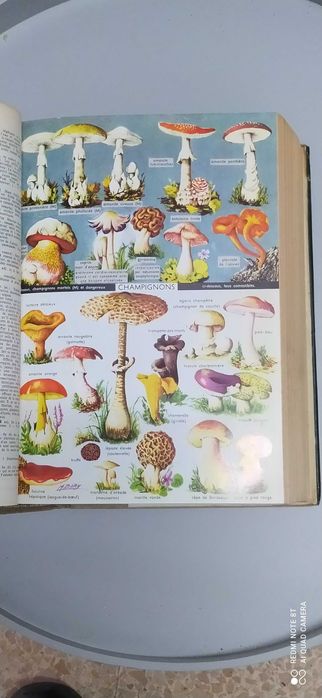 Dicionário de Francês Petit Larousse 1965