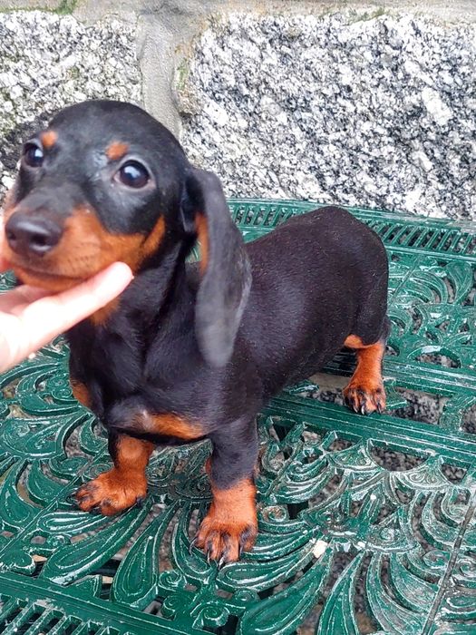 Teckel miniatura de qualidade