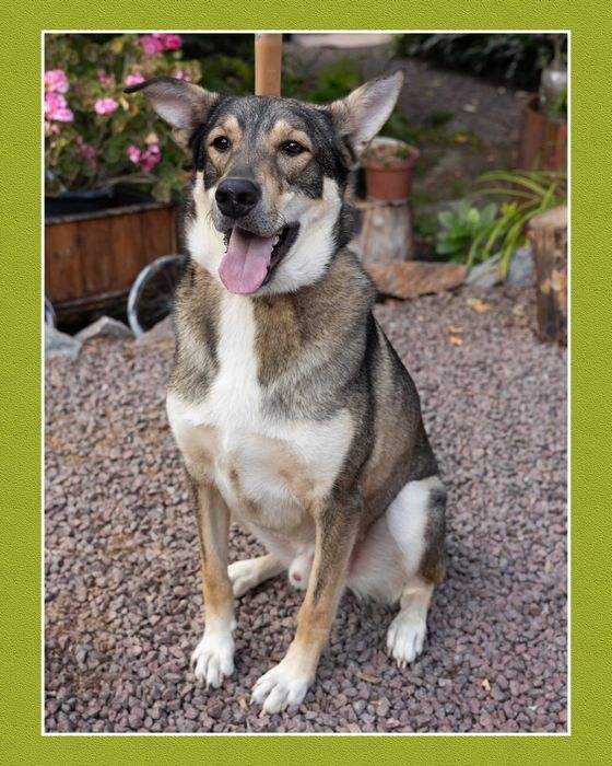 Великий пес класний молодий кобель даром відам бесплатно