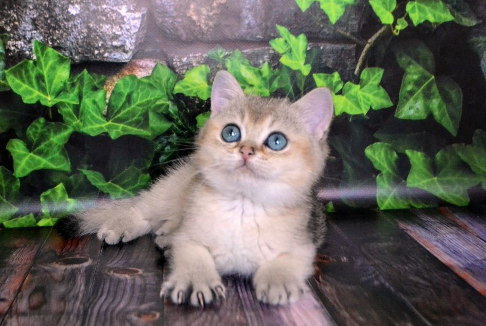 Британський малюк в золотому забарвленнi