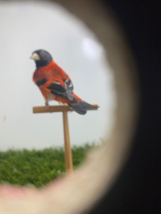 Cardinalitos da venuzuela e magelanicos