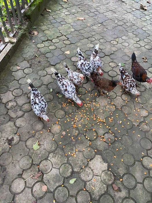 Продам півника або обміняю на курочку