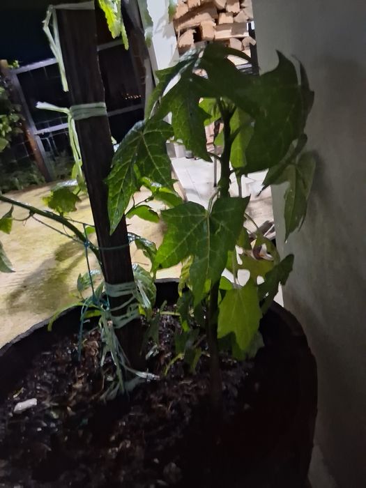 Papaia pronta para ir para a terra