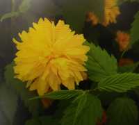 Złotlin - keria słońce w ogrodzie, cytrynka, kwiatek ogrodowy