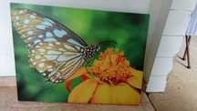 Quadro Decorativo Em Tecido Canvas 58x78cm Borboleta Na Flor